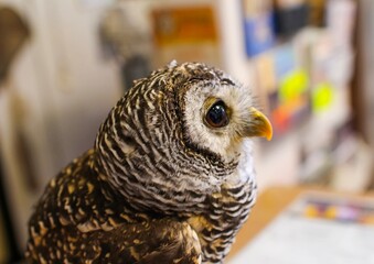 Rufous-legged owl in an owl cafe in Tokyo, Japan from the side