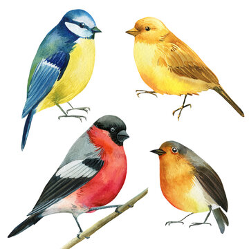 set of colored birds, titmouse, bullfinch, canary, robin watercolor illustration, botanical painting