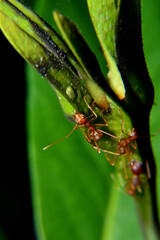 Weaver ants or green ants. Weaver ants live in trees