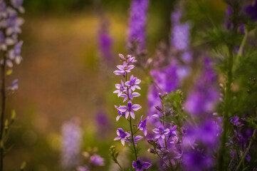 Obraz premium purple flowers in the garden