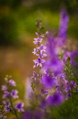 purple flowers in the garden