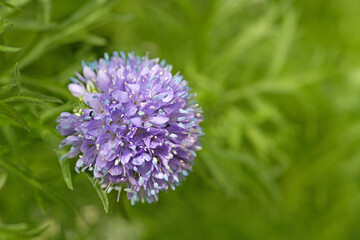 Kopfige Gilie mit blauer Blüte