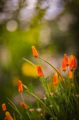 poppy flowers in field