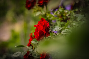 red rose in the garden