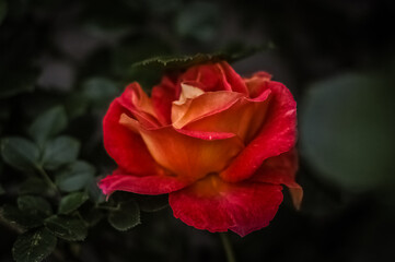 red and yellow rose