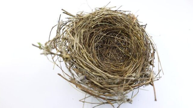 small nest of a bird on white 