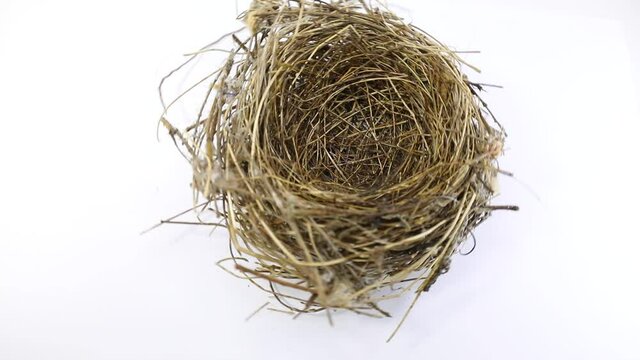 nest of a bird on a white background