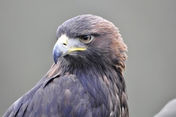 Photograph of head and neck of a Golden Eagle bird.