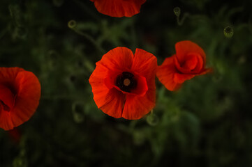 red poppy flower