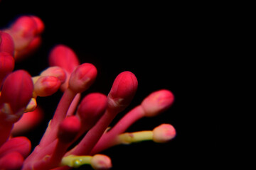 Nature, Pink flower with blurry black background