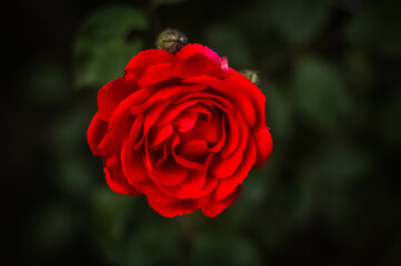 single red rose