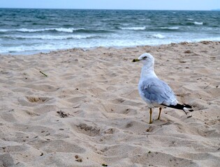 Seagull on the beach