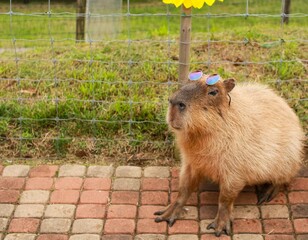 Single capybara sitting on brick stones with sunglasses on the head looking stylish and cool, taken at a petting zoo in Chiba, Japan