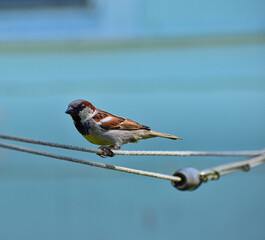 sparrow 