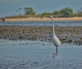 great blue heron
