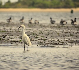 great white heron