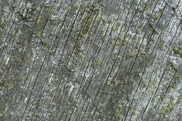 texture of old fungus-covered tree