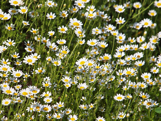 White chamomile flowers an a meadow