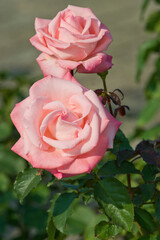 The name of this rose is 