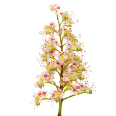 Chestnut blossom isolated on white
