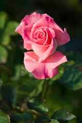 The name of this rose is 