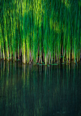 Fototapeta na wymiar green reed fibers, leaves in the lake, reflections on the water surface