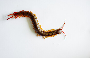 Fototapeta premium The centipede is a poisonous animal