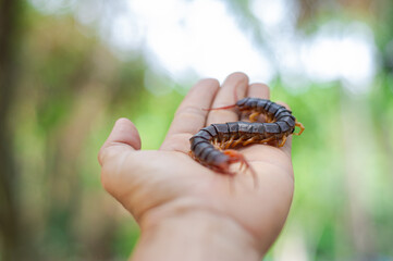 The centipede is a poisonous animal on someone's hand.