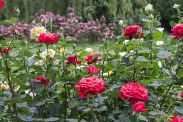 Beautiful rose bushes in park.