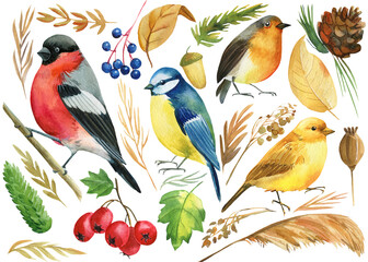 set of colored birds, titmouse, bullfinch, canary, robin, and autumn plants, berries, branches, watercolor illustration © Hanna