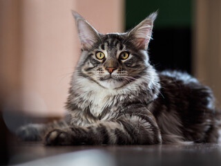 the Maine Coon cat is lying on the floor.