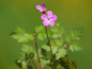 Herb Robert pink flower, Geranium robertianum