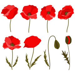 Fototapeta na wymiar Set of 8 red poppies - flowers and buds. Flat vector illustration isolated on white background. Poppy clip art elements.
