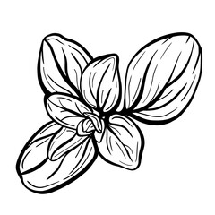  Marjoram or Basil leaves isolated on a white background. Marjoram is an aromatic seasoning. Vector illustration