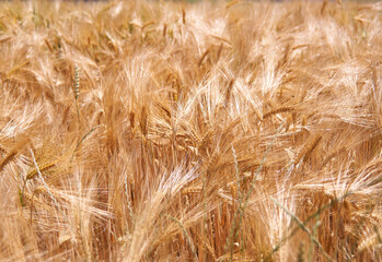 Close up view of a golden yellow ripe wheat field on a sunny summer day.