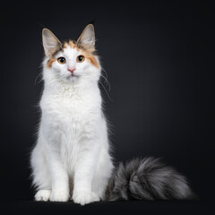 Cute young Norwegian Forestcat cat, sitting facing front. Looking straight at lens. Fluffy tail beside body. Isolated on black background.