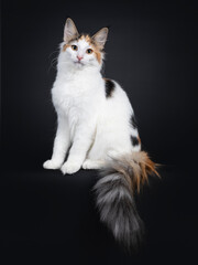 Cute young Norwegian Forestcat cat, sitting side ways with tail hanging down over edge. Looking straight at lens. Isolated on black background.