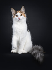 Cute young Norwegian Forestcat cat, sitting side ways wit tail hanging down over edge. Looking straight at lens. Isolated on black background.