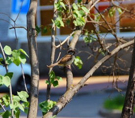 photo of a Sparrow on branches