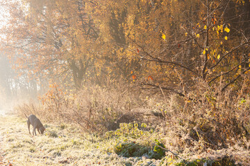 Fototapeta premium Autumn sunny foggy morning in the park. Autumn park in the morning sun. Dog on a walk sniffing grass