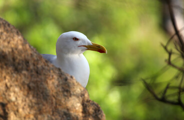 Obraz premium mediterranean seagulls