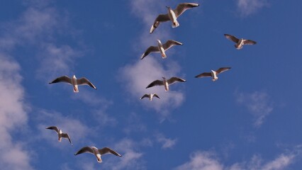 birds in flight