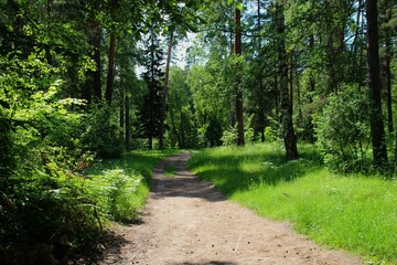photo of a dense Russian forest
