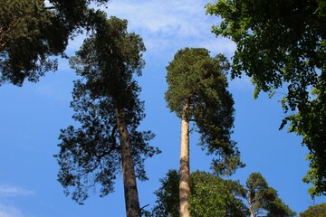 Fototapeta premium photo of a dense Russian forest