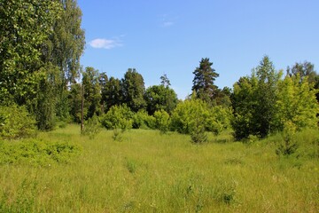 photo of a dense Russian forest