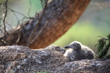 seagulls calves