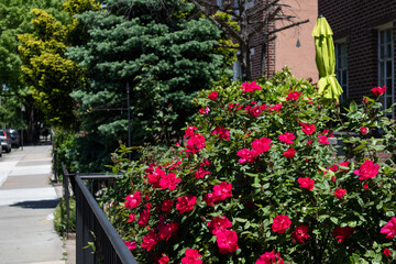 Fototapeta na wymiar Beautiful Red Roses during Spring along a Neighborhood Sidewalk in Astoria Queens New York