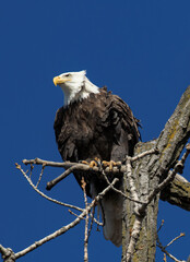Bald Eagle Watching and Blue Sky
