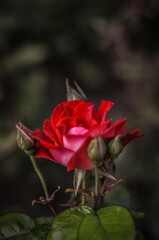 single red rose