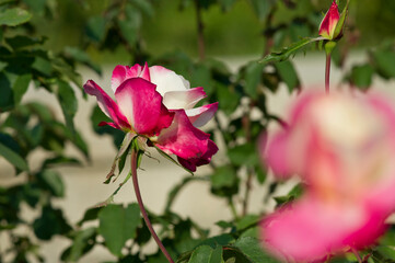 The name of this rose is 